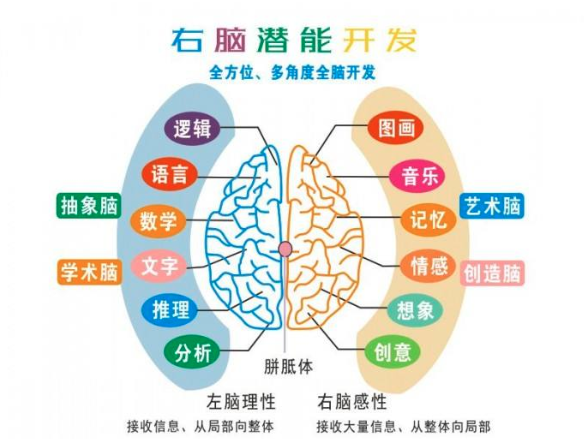 引領右腦