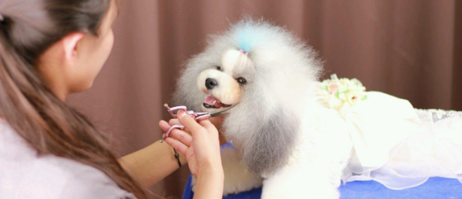 狗博士加盟